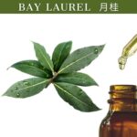 Bay Laurel