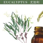 Eucalyptus